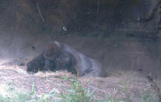 gorilla2.jpg