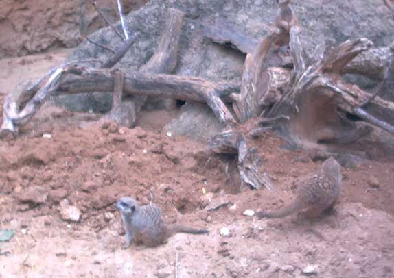 prairiedogs.jpg